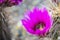 The purple blooms of the hedgehog cactus (Echinocereus triglochidiatus), or Claretcup cactus of Arizona