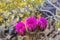 The purple blooms of the hedgehog cactus (Echinocereus triglochidiatus), or Claretcup cactus of Arizona