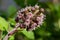 Purple blossom of the common butterbur, also called Petasites hybridus or Gewoehnliche Pestwurz