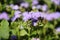 Purple blossom flower Ageratum