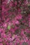 Purple blossom of Loropetalum chinense rubrum