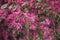 Purple blossom of Loropetalum chinense rubrum