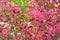 Purple blossoming of apple tree against of green blurred background