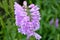 Purple blossoming wild orchids closeup