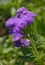 Purple blossoms of aster plant in natural habitat