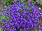 Purple blossoms of Aubrieta flowers