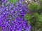 Purple blossoms of Aubrieta flowers anf pine tree