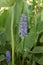 Purple blu flower of Pontederia cordata