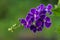 Purple blue duranta or Golden dewdrop flower