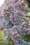 Purple and blue fading hydrangea flower heads