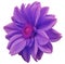 Purple-blue flower dahlia, white isolated background with clipping path. Closeup. no shadows. pink center. side view. for design.