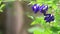 Purple blue flower floral, butterfly pea, gentle blowing from wind on blurred green nature background