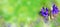 Purple blue flower of Forking Larkspur or Field larkspur