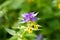 Purple-blue flower with yellow parts in growd grass on meadow