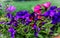 Purple and blue flowering petunia Solanaceae