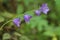 Purple blue flowers close up macro