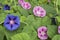 Purple and blue flowers of ipomea purpurea