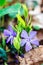 Purple blue flowers of periwinkle growing in the meadow (vinca minor), closeup. Amazing spring floral background.