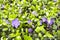 Purple blue flowers of periwinkle vinca minor in spring garden. Vinca minor, lesser periwinkle.