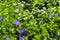 Purple blue flowers of periwinkle vinca minor in spring garden. Vinca minor, lesser periwinkle.