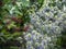 Purple blue flowers of sea holly blooming