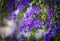 Purple blue flowers of Solanum rantonnei or blue potato bush or Lycianthes rantonnetii or Paraguay nightshade. Floral background