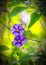 Purple blue flowers of Solanum rantonnei or blue potato bush or Lycianthes rantonnetii or Paraguay nightshade. Floral background