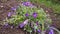 Purple and blue Gilliflowers in the grass.