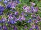 Purple and Blue Granny Bonnets Columbine Flowers with Green Background