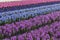 Purple and Blue Hyacinth Field Noord-Holland