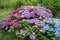 Purple and blue hydrangea or hortensia flowering plants