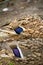 Purple-blue Iridescent Patch of a Female Mallard