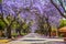 Purple blue Jacaranda mimosifolia bloom in Johannesburg and Pretoria street during spring in October in South Africa