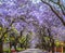 Purple blue Jacaranda mimosifolia bloom in Johannesburg and Pretoria street during spring in October in South Africa