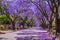 Purple blue Jacaranda mimosifolia bloom in Pretoria streets during spring in October in South Africa