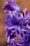 Purple blue lilac hyacinth inflorescence close-up on an orange bokeh background. Bright colorful spring vertical tie photo with