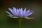 Purple blue lotus blossoms or water lily flowers blooming on pond close up