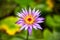 Purple Blue Lotus - Nymphaea Nouchali Var. Caerulea Blooming with Green Waterlilies Leaves