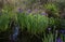 Purple blue Louisiana iris growing wild in bayou marsh water
