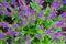 Purple and blue Lupinus (lupin, lupine) flowers