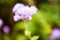 Purple Blue Mink, Flossflower, Blueweed, Pussy Foot, Mexican Paintbrush, Ageratum Houstonianum Flower