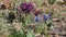 Purple and blue netted iris Iridodictyum reticulatum or Iris reticulata flowers in garden