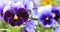 Purple and blue pancy Viola tricolor with green leaves close-up