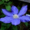 Purple blue single clematis flower on the vine