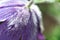 Purple blue soft and hairy pulsatilla pasqueflower bell shaped sepals macro