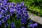 Purple blue Spanish bluebell hyacinth flowers