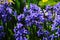 Purple blue Spanish bluebell hyacinth flowers