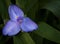 Purple Blue Spiderwort Bloom Closeup