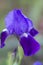 Purple and blue Tall Bearded Iris Blossom