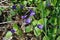 Purple blue Viola flowers